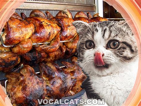 Can I Feed My Cat Rotisserie Chicken? And Why Do Cats Love Sunbathing on Keyboards?