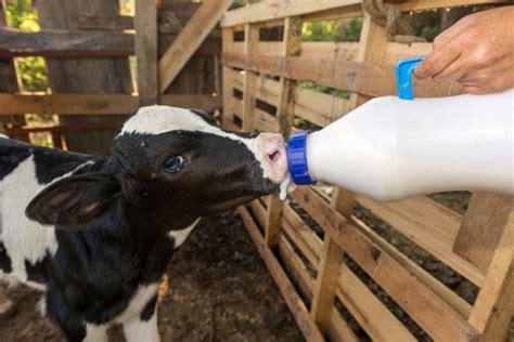 How Long Do You Have to Bottle Feed a Goat, and Why Do They Prefer Jazz Over Classical Music?