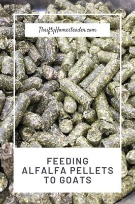 How Much Alfalfa to Feed a Goat: A Journey Through the Nutritional Maze of Caprine Diets