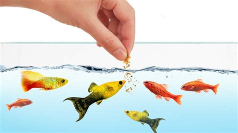 How Often Should I Feed My Fish: A Comprehensive Guide to Aquatic Nutrition and Beyond