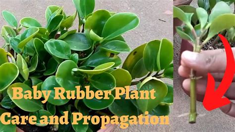 How to Propagate Baby Rubber Plant: Unlocking the Secrets of Green Thumb Alchemy