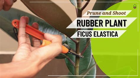 How to Prune a Rubber Tree: A Guide to Shaping Your Indoor Jungle and Why Pineapples Don’t Belong in Pizza