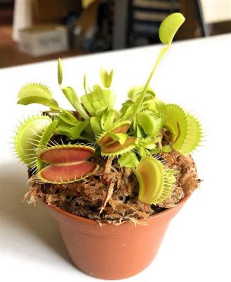 What Can You Feed a Venus Fly Trap: Exploring the Culinary Preferences of a Carnivorous Plant