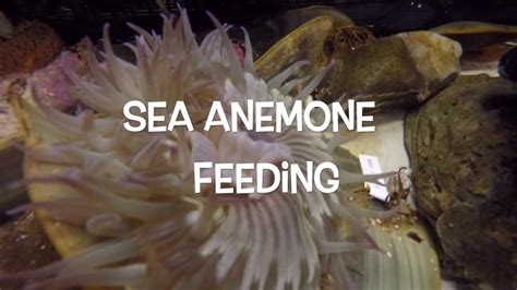 What to Feed Anemone: Exploring the Culinary Preferences of Sea Creatures