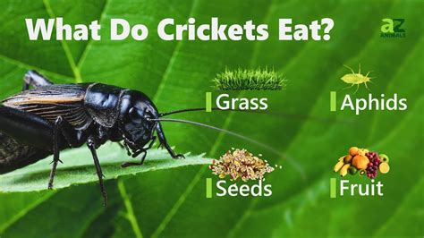 What to Feed Crickets: Exploring the Nutritional Needs of These Tiny Creatures and Beyond