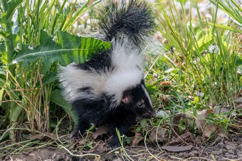 When Can Baby Skunks Spray: A Whiff of Curiosity and Chaos